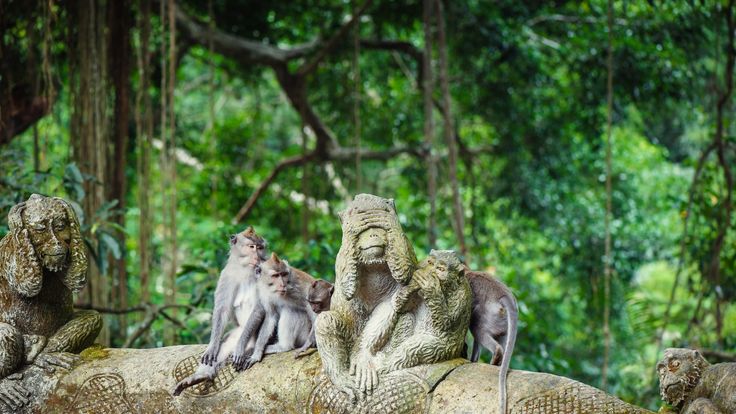 Ubud Monkey Forest - Park Review | Condé Nast Traveler